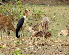 Leptoptilos javanicus
