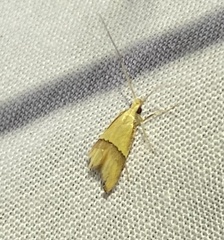 Crocanthes prasinopis