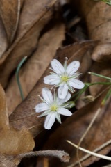 Minuartia setacea