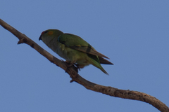 Parvipsitta porphyrocephala