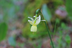 Narcissus triandrus