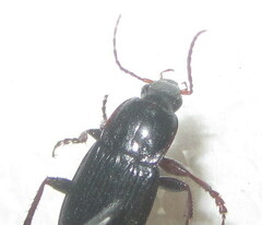 Calathus fuscipes