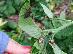 Camptischium