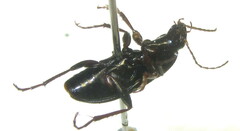 Calathus fuscipes