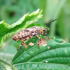 Camptischium
