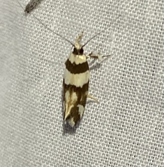 Macrobathra desmotoma