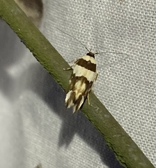 Macrobathra desmotoma