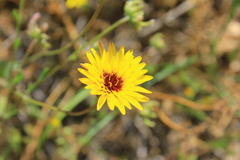 Reichardia tingitana