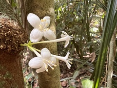 Phaleria clerodendron