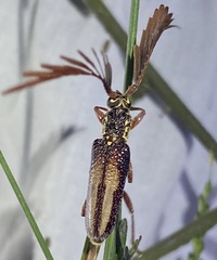 Piesarthrius marginellus