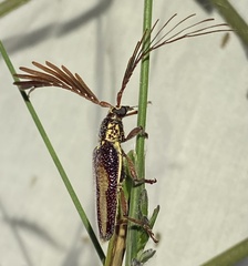 Piesarthrius marginellus