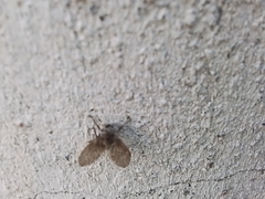 Clogmia