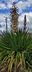 Yucca gloriosa