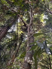 Phaleria clerodendron