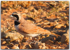 Eremophila bilopha