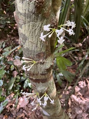 Phaleria clerodendron