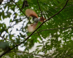 Terpsiphone paradisi