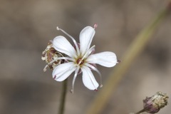 Gypsophila fastigiata