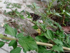Eudaminae