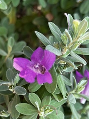 Leucophyllum