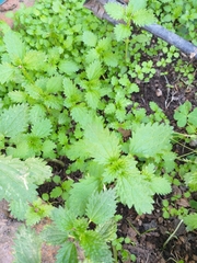 Urtica urens