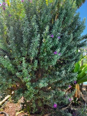 Leucophyllum
