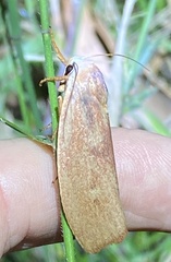 Cryptophasa rubescens