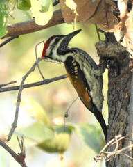 Dinopium benghalense