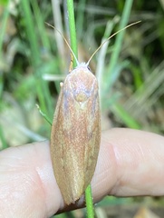 Cryptophasa rubescens