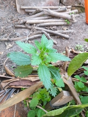 Urtica urens