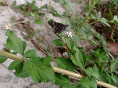 Eudaminae