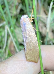Cryptophasa rubescens