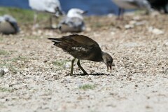 Gallinula chloropus meridionalis