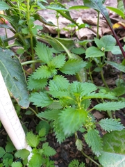 Urtica urens