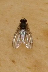 Platypezidae