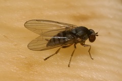 Platypezidae