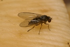 Platypezidae