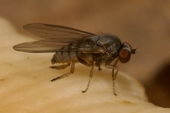 Platypezidae