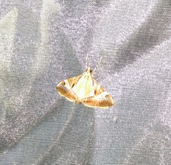 Agrioglypta itysalis