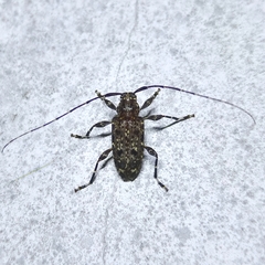 Oedopeza maculatissima