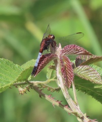 Erythrodiplax abjecta