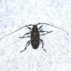 Oedopeza maculatissima