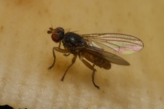 Heleomyzinae