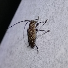 Oedopeza maculatissima