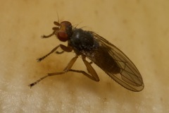 Heleomyzinae