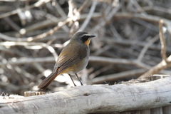 Cossypha caffra caffra