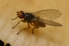 Heleomyzinae