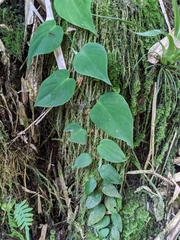 Philodendron hederaceum image