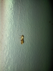 Acontia
