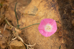 Convolvulus chilensis
